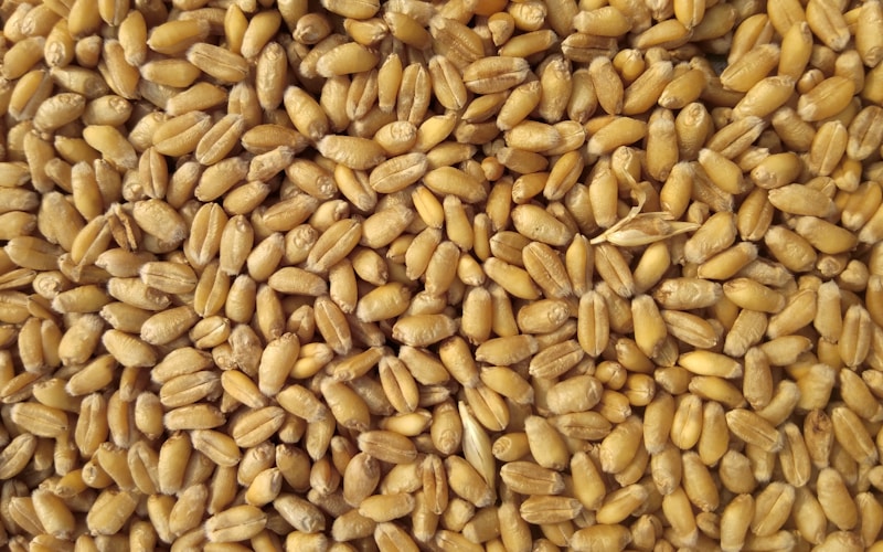 Rice Management ERP